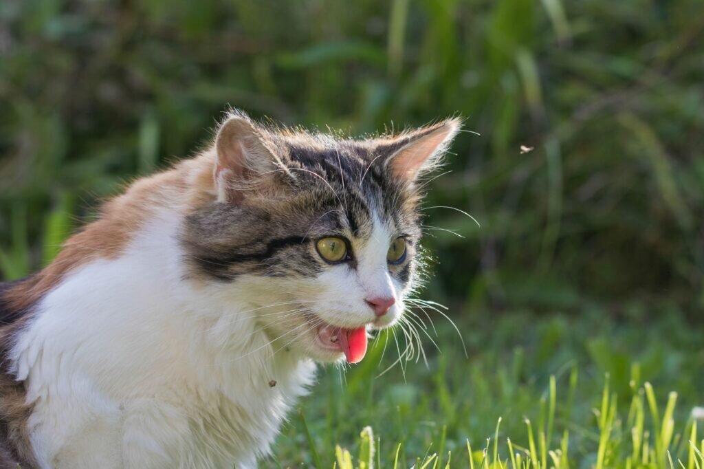 Кошка дышит. Свежее дыхание кошки. Came Cat. Cat in Heavy Wind.