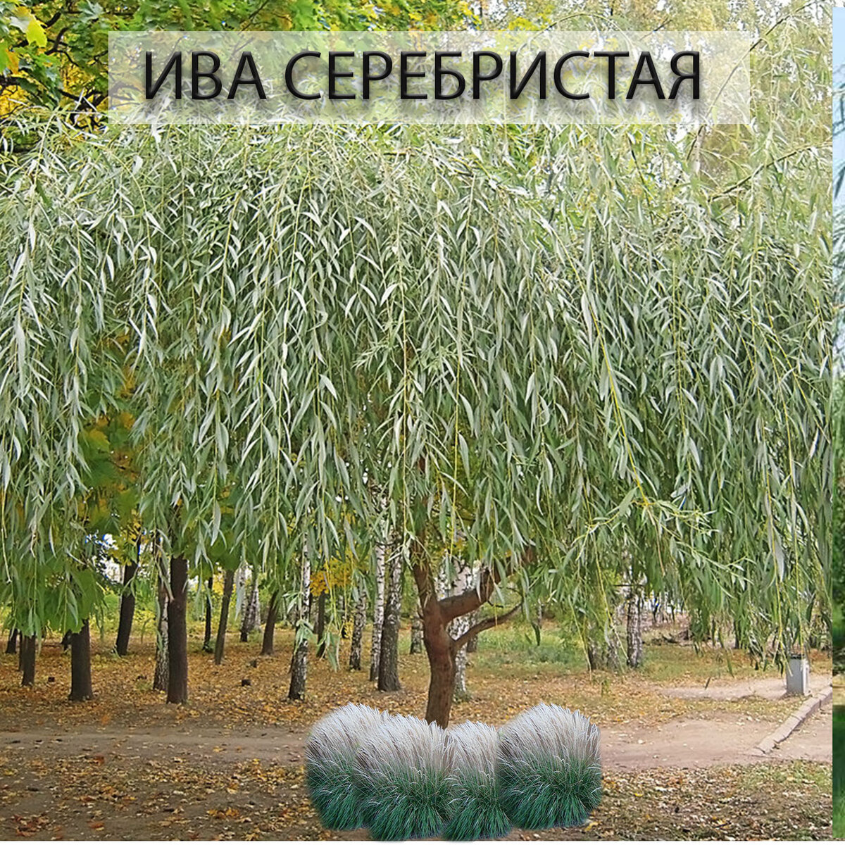 Ракита что это