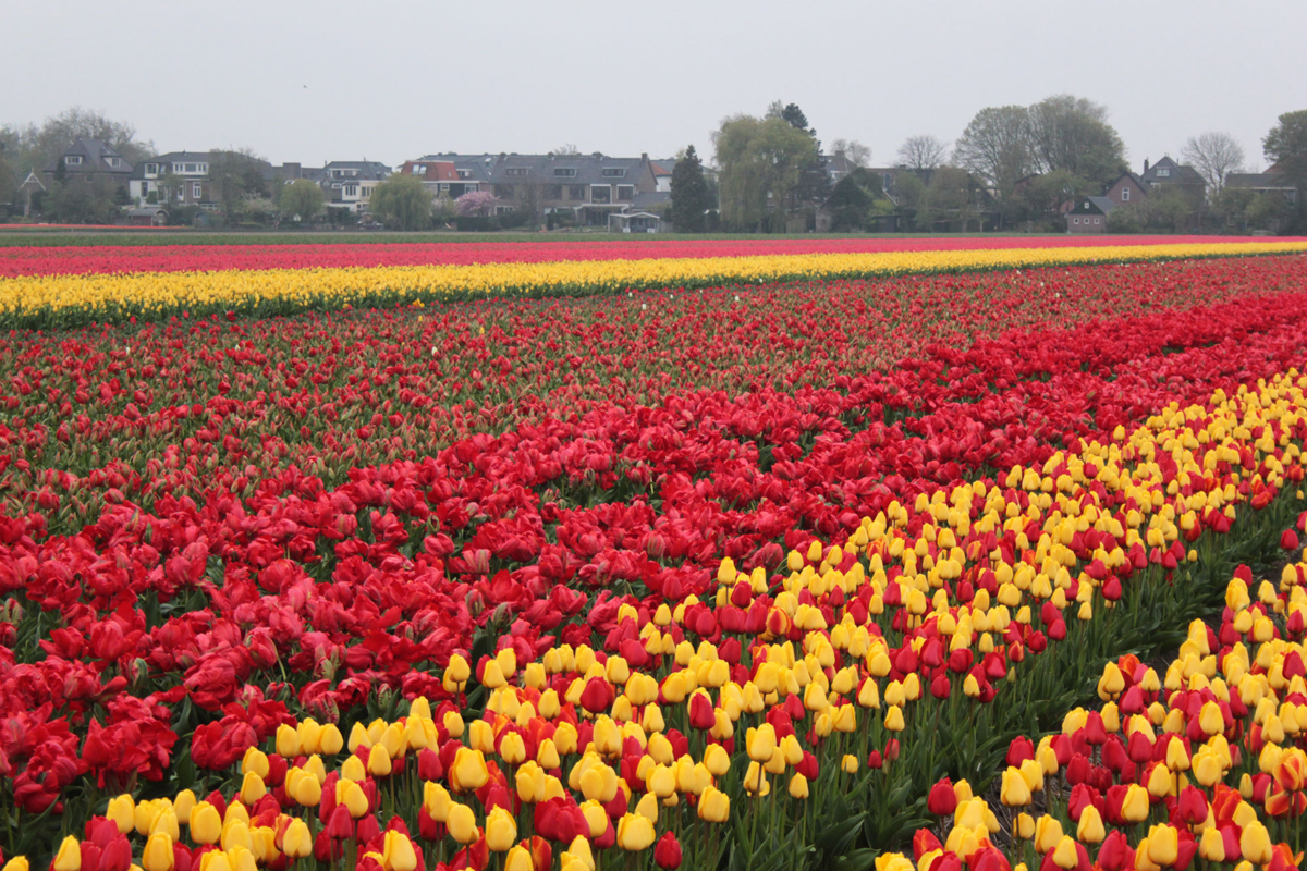 Где тюльпановые поля. Тюльпановые плантации в Голландии. Тюльпановые поля в Нидерландах. Амстердам тюльпановые поля. Тюльпаны Хиллегома, Голландия.