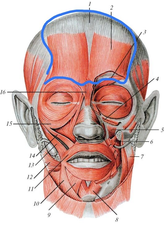 Мышцы головы подзатылочные мышцы