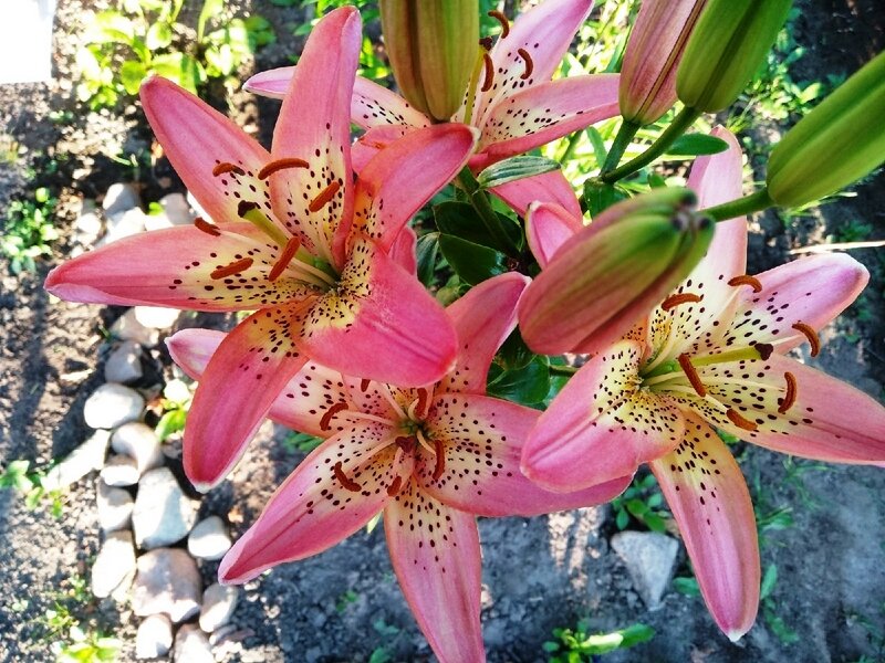 Лилия Италия (азиатские гибриды). Вид сверху. Авторское фото 2021 г.
