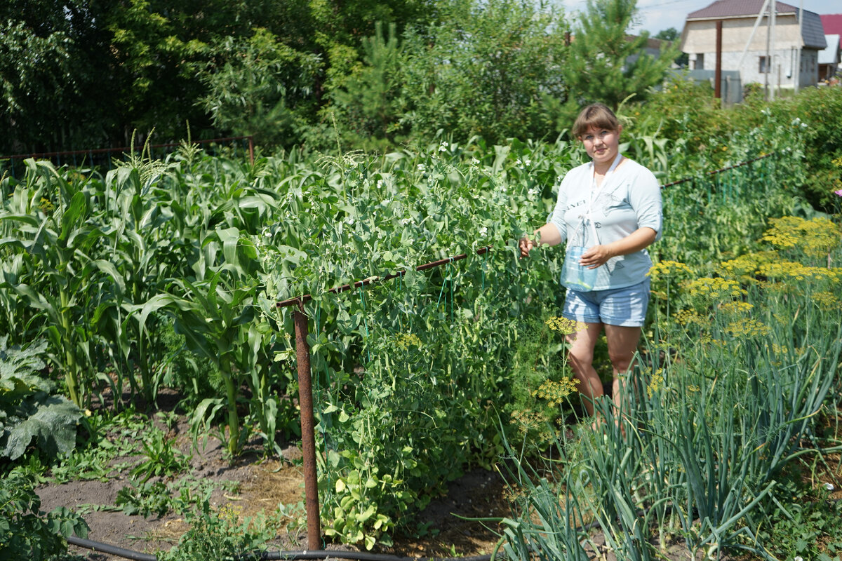 Это только маленький уголок моего огорода
