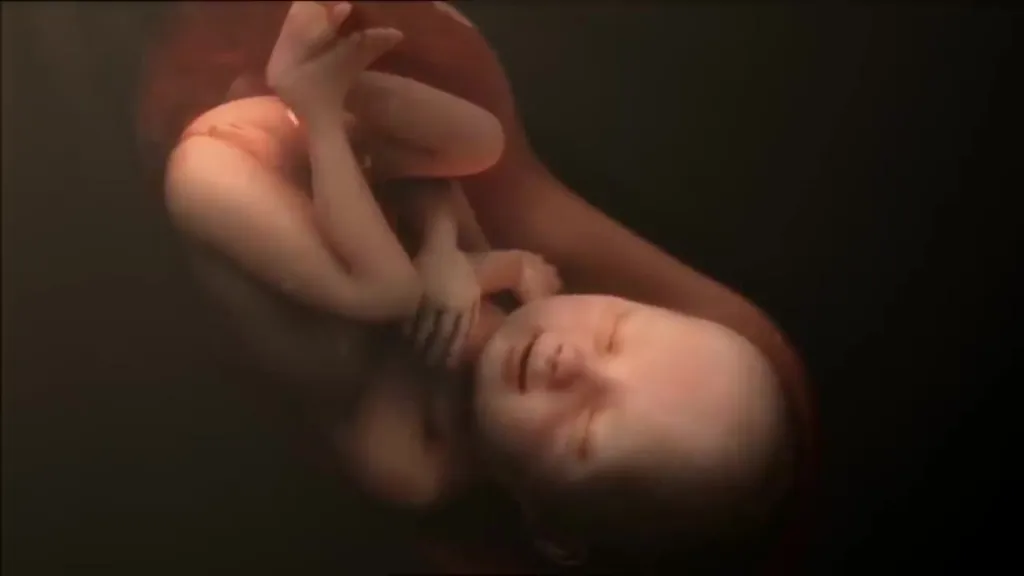 Фото: «От зачатия до рождения: удивительное тело»