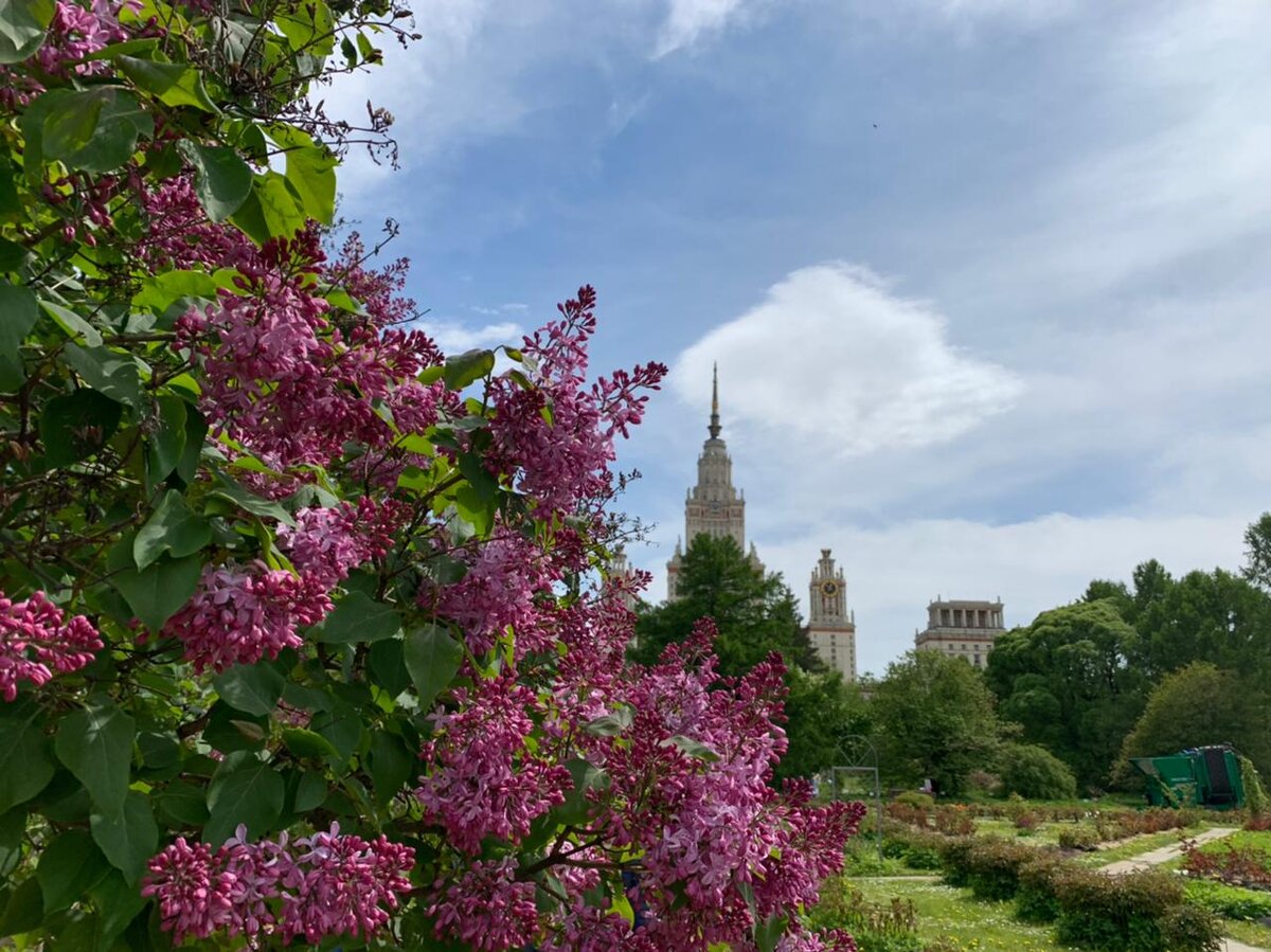 сирень небо москвы описание