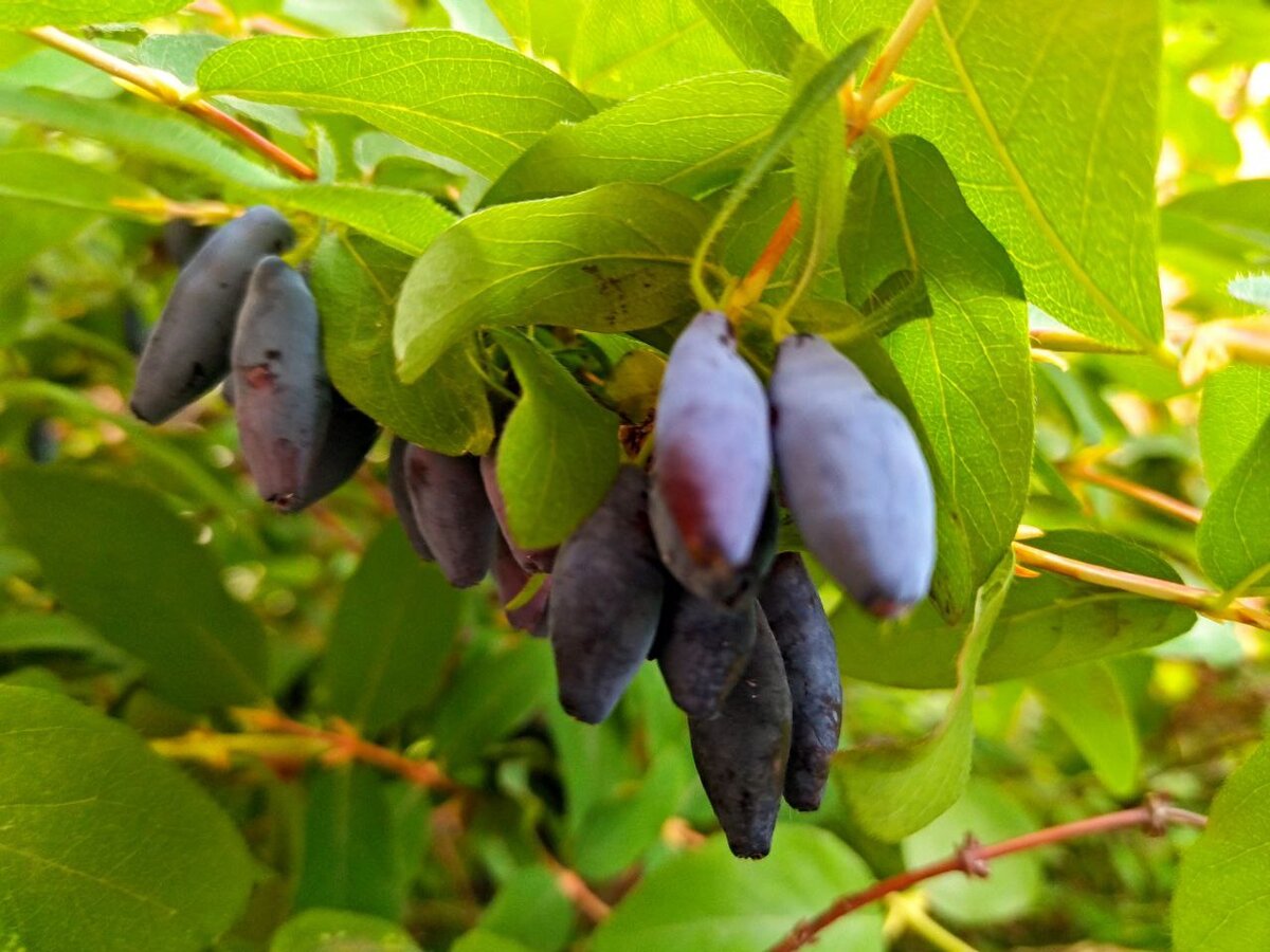 Жимолость обыкновенная куст