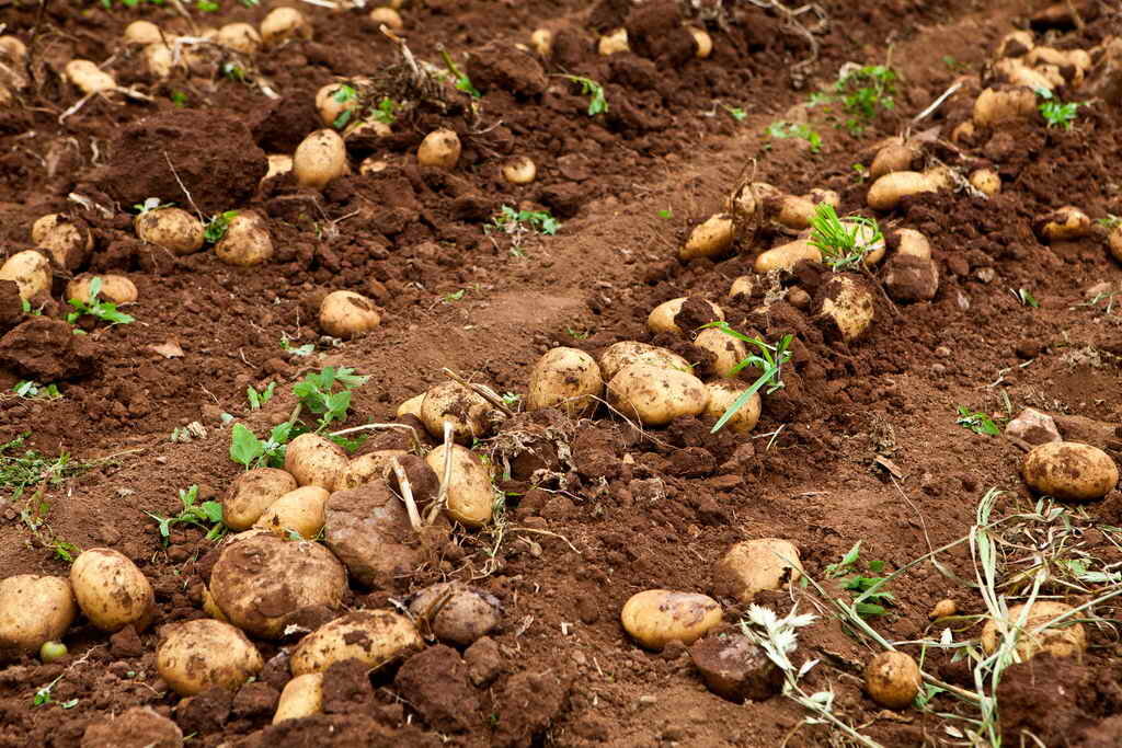 Высаживаем сидераты после картофеля — выбираем лучшие варианты