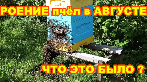 РОЕНИЕ ПЧЁЛ В АВГУСТЕ ! Что это БЫЛО ???