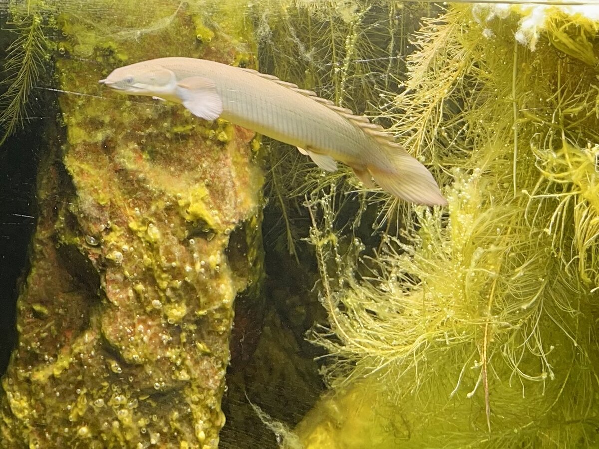 Полиптерус – "живые ископаемые", почти не изменились с мелового периода, но сегодня их можно держать дома в аквариуме