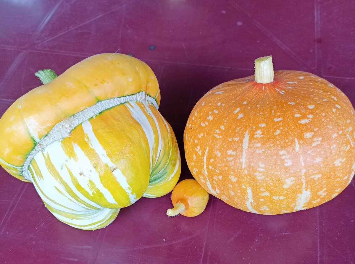 Тыквы декоративные.