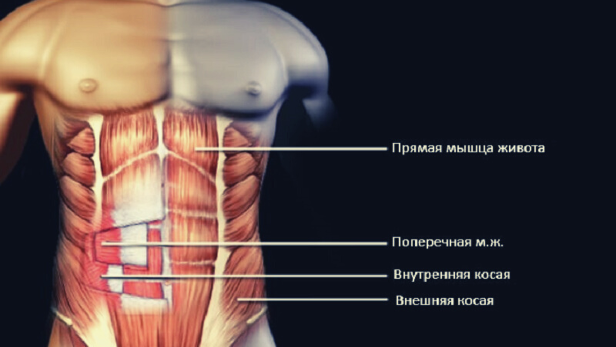 Не надо качать пресс или все о мышцах кора в одной статье | FIT FOR FUN |  Дзен