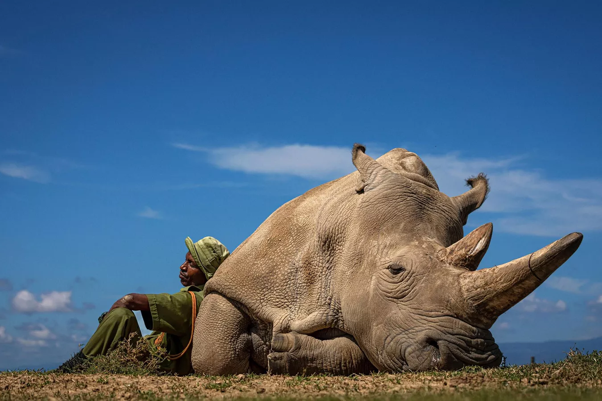 Главный приз конкурса Travel Photographer of the Year 2022 завоевал словенский фотограф Матьяж Кривич с серией фотографий из Кении. 

Носорог Наджин, 33 года, один из двух оставшихся в мире северных белых носорогов, отдыхает под жарким полуденным солнцем со своим другом и смотрителем Закари Мутай в заповеднике Ол Педжета.