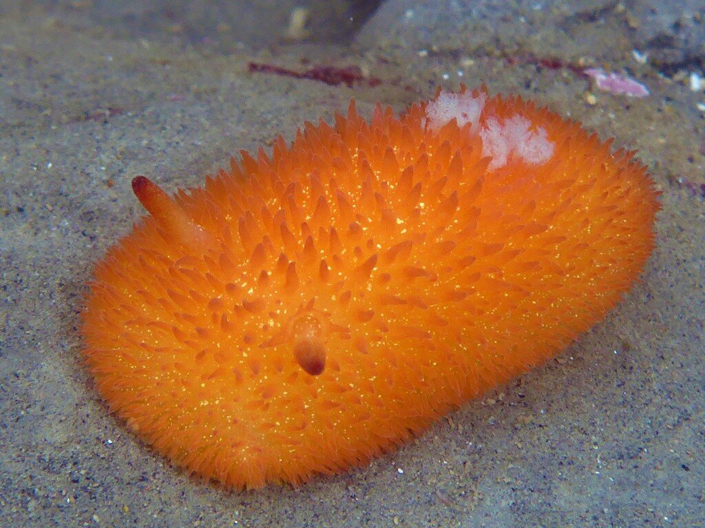 Acanthodoris Lutea. Фото с сайта https://www.inaturalist.org/