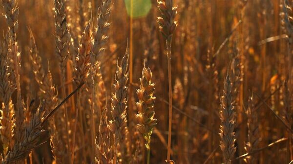    © Sputnik / Мария Девахина