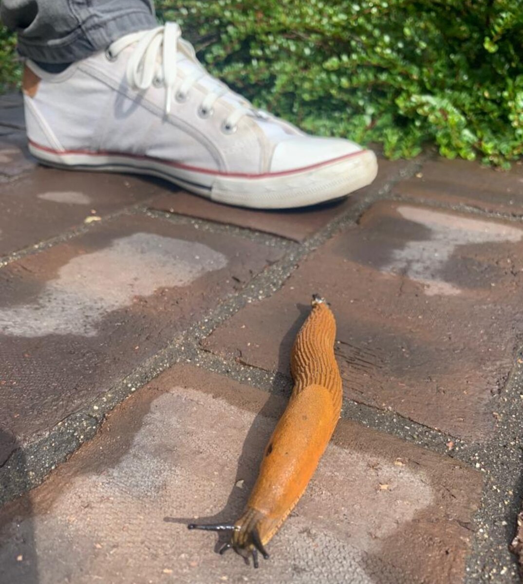 Размер ноги у соседа 41, можно понять размер слизня 🙈. 