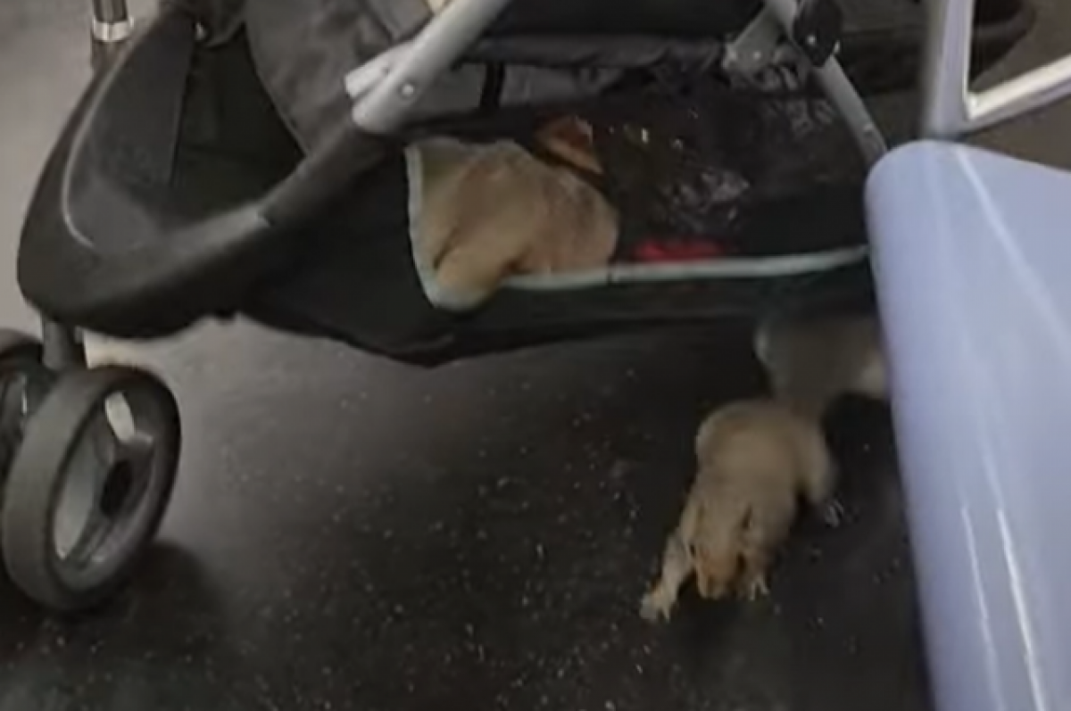    Белка стала причиной паники в нью-йоркском метро