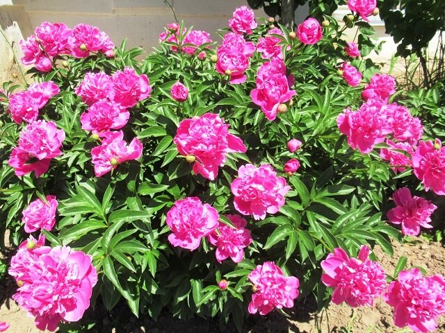 Правила применения удобрений: