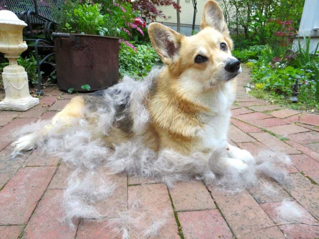 источник фото: https://good-veterinar.ru/wp-content/uploads/4/3/f/43fbb39b4c8555bc60f7aba44a10e110.jpeg