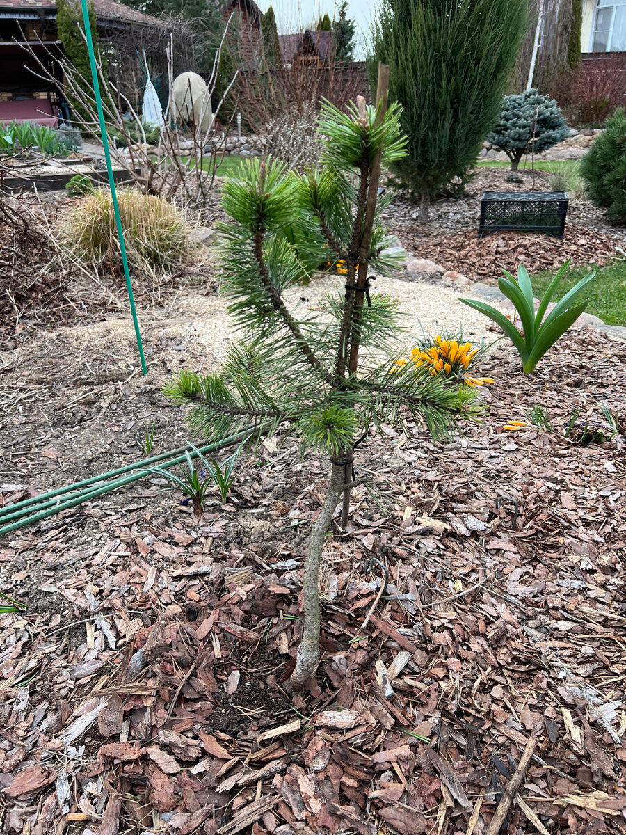 Здесь «традиционная» подвязка. Настоящая макушка наверху. Апрель 2023