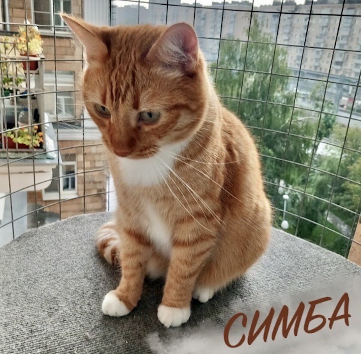 Кот симба младший