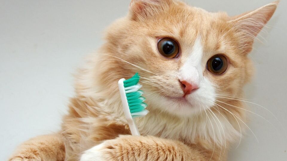 Фото из Интернета. 