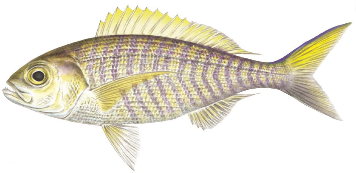 Pristipomoides auricilla