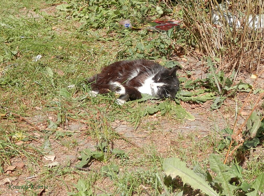 Обмани кота. Кошка задом наперед
