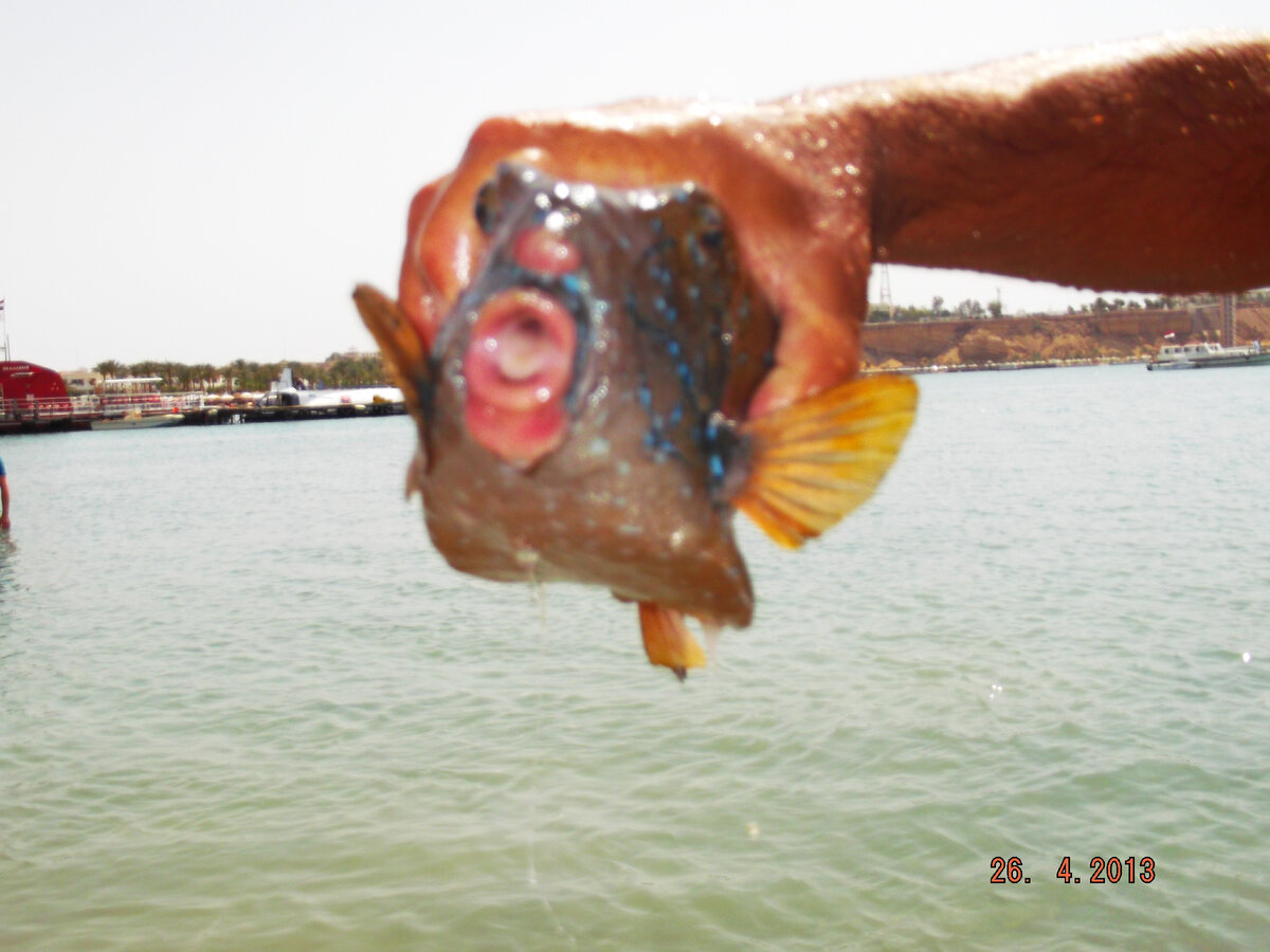 рыба поймана случайно