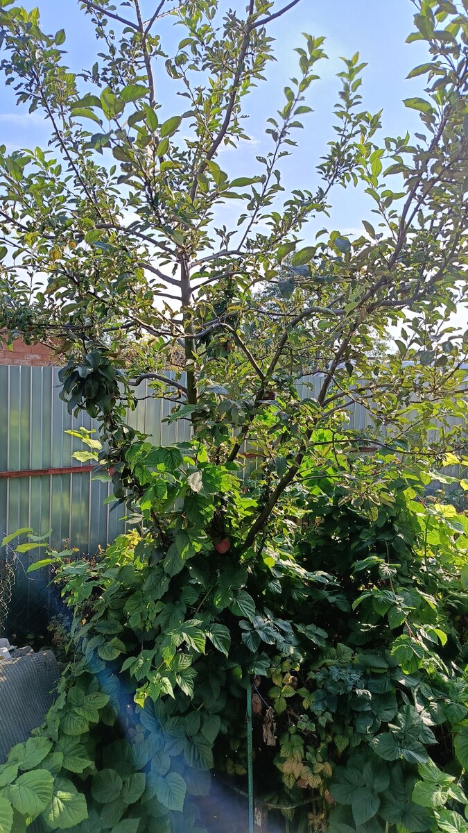 Фото автора. Захотел и сделал.