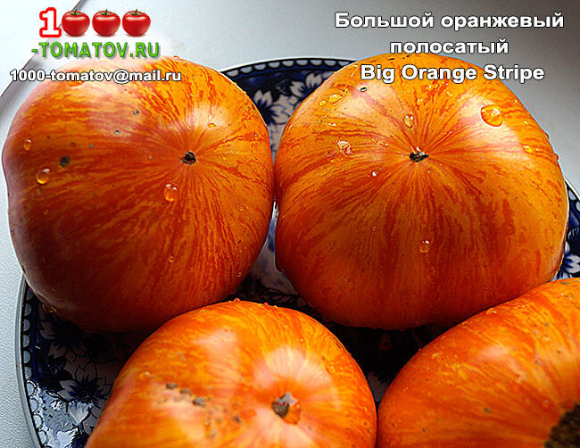 Томат Большой оранжевый полосатый - Big Orange Stripe  фото 2