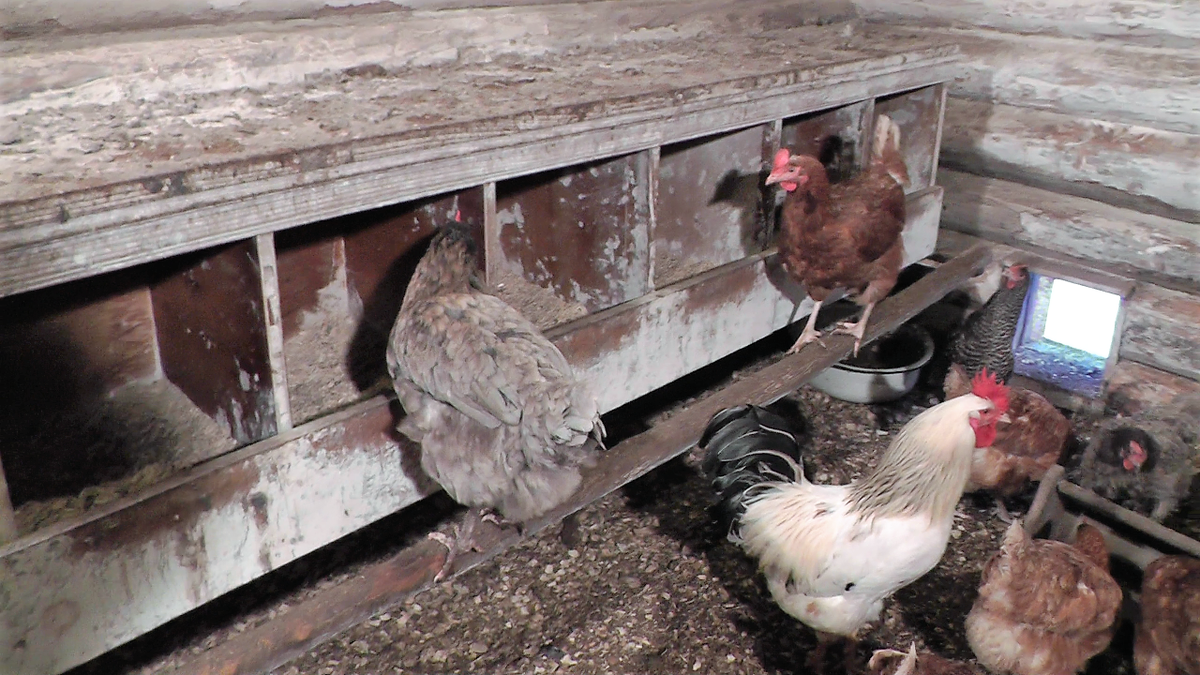 через сколько несутся куры. как понять возраст курицы несушки. куры перестали нестись. через сколько несутся куры. сколько яиц несёт курица в день несушка.