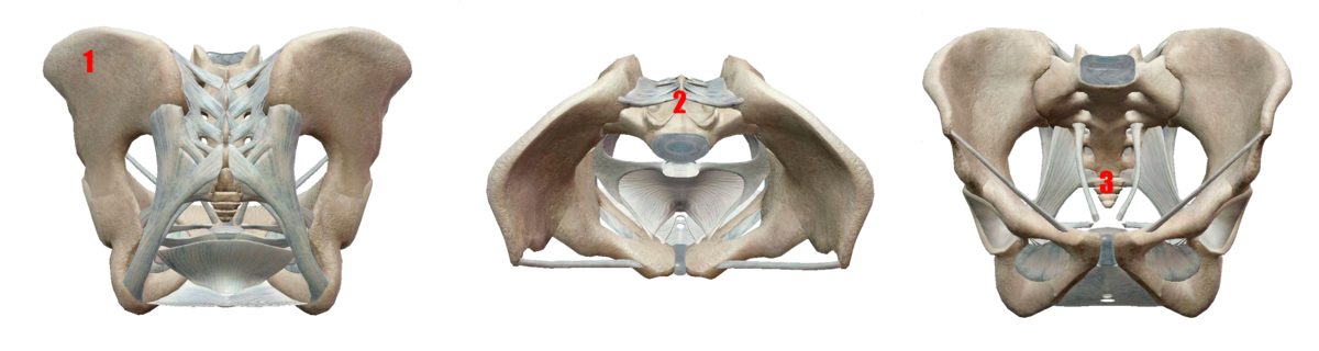 строение органов малого таза у женщин анатомия. строение женского таза с органами. женская половая система в разрезе анатомия. строение малого таза мужчины спереди. малый таз у девушки.