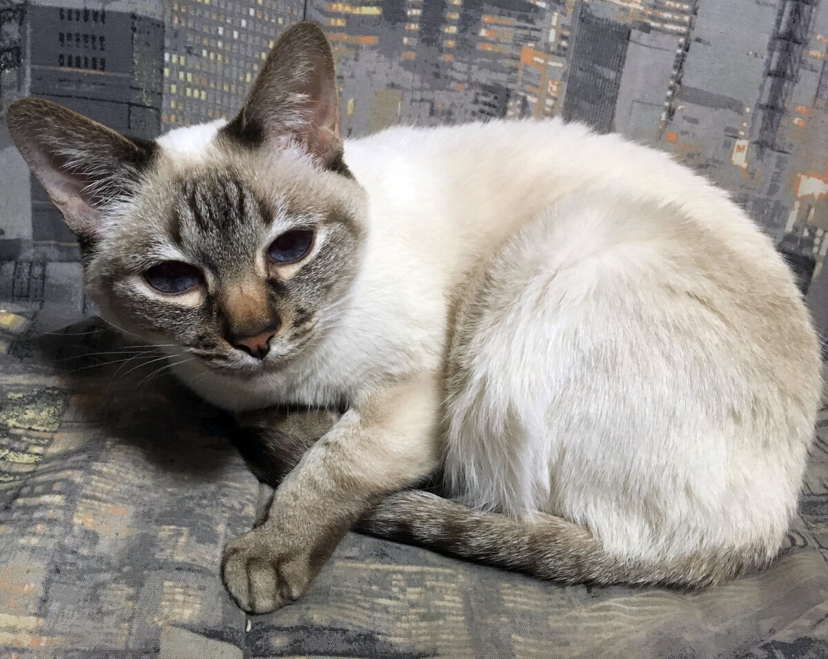 Очень важно раздвинуть плотный подшерсток у кошек и пушистых собак