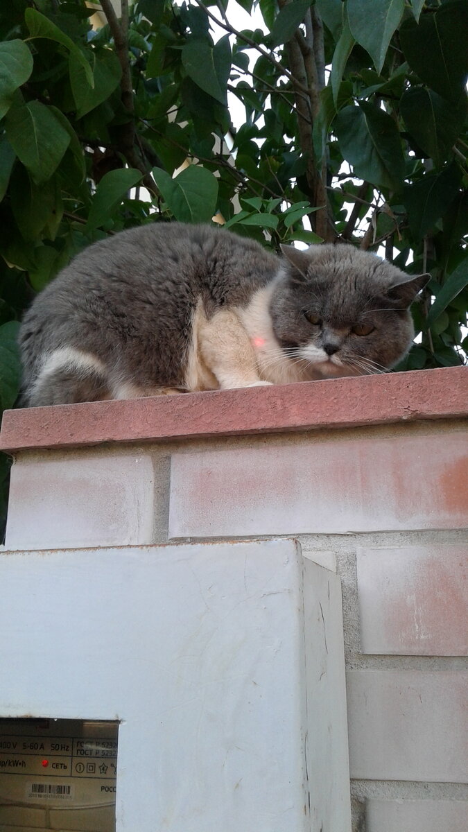 На морде единственного доступного во всём Песчаном кота, легко читается "любовь" ко всем отдыхающим😂  Особенно к детям.