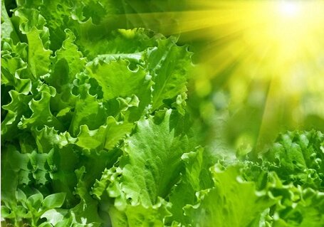 Фото из интернета