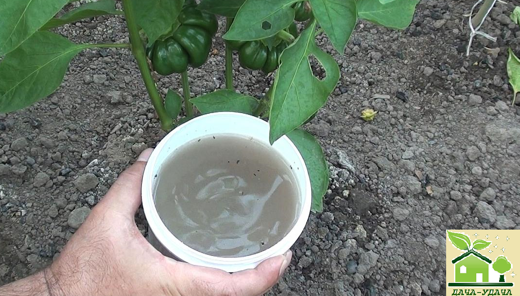 Подкормка древесной золой огурцы. Подкормка рассады перца в домашних условиях.