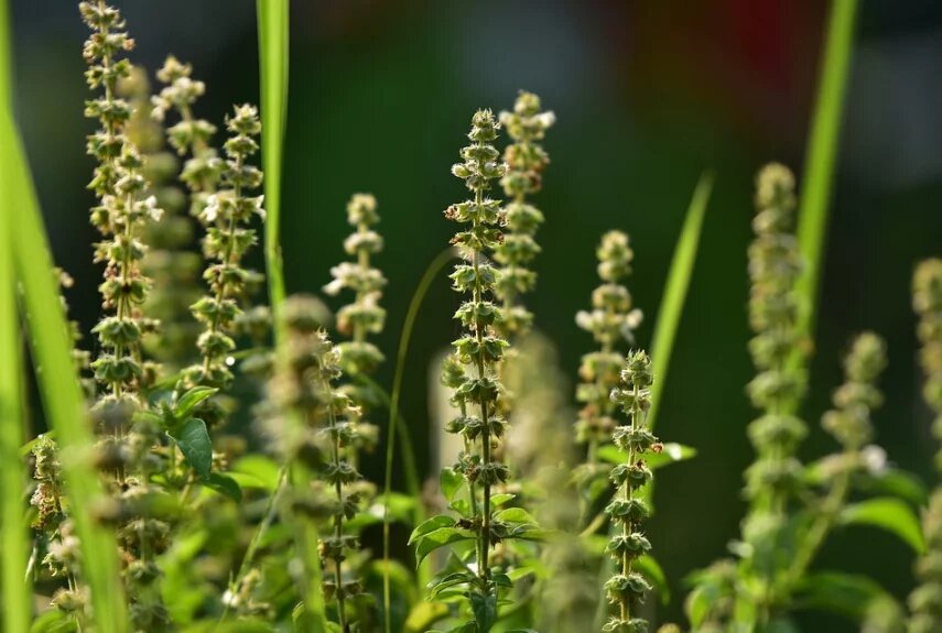 Фото: pixabay.com