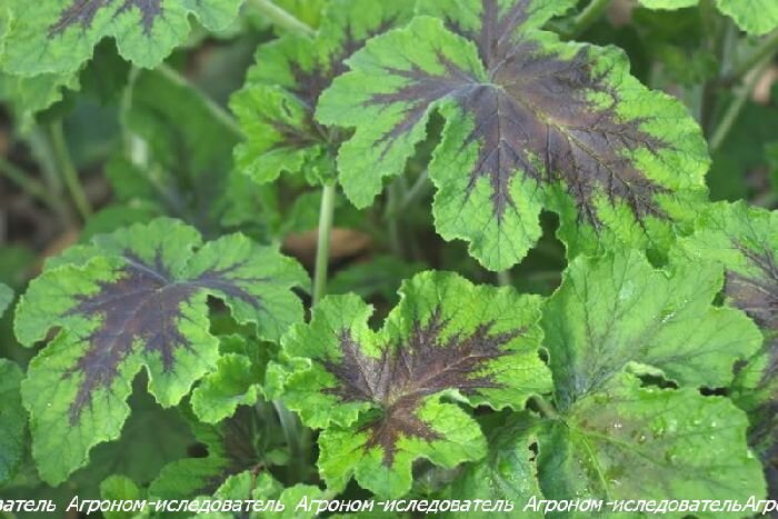 Шоколадная герань (Pelargonium  «Chocolate Mint»)