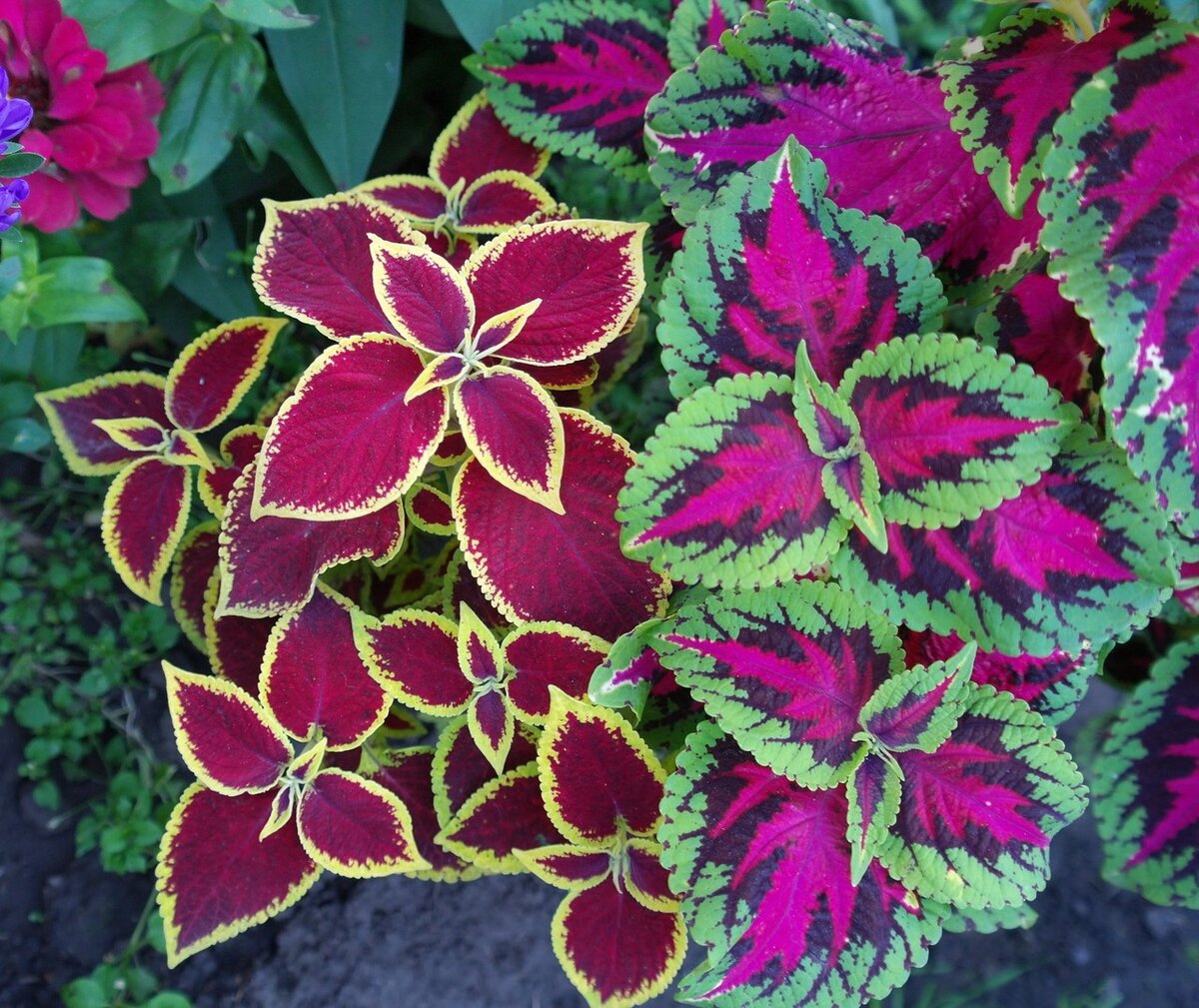 Колеусы фото с названиями и описанием. Колеус Марипоза. Колеус Ренельта Coleus rehneltianus. Колеус Red Croton. Колеус Purple.