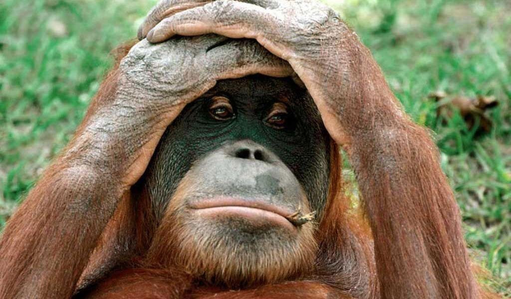 Задолбали - На весь лес орут!