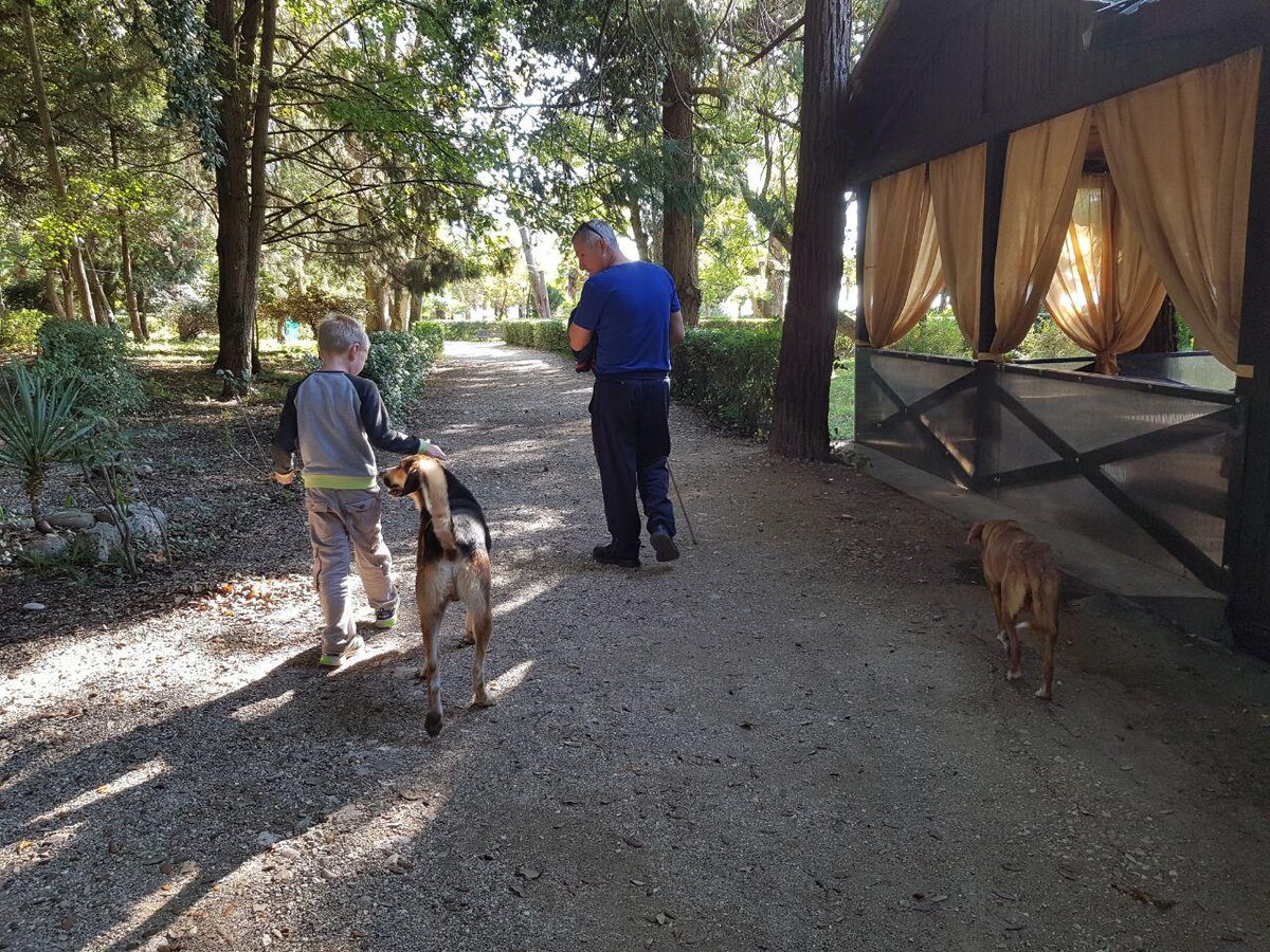В Приморском парке нам повстречалось пять собак.