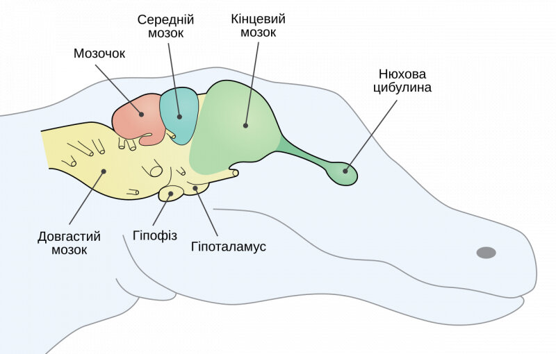 Мозг рептилии - он такой незамысловатый.