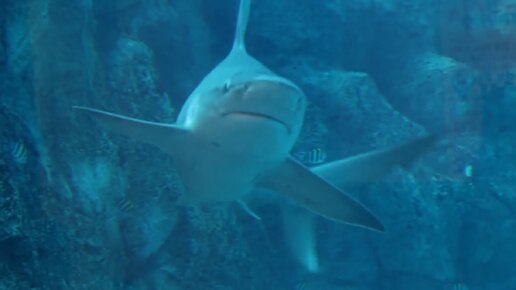 Посещение океанариума S.E.A. Aquarium в Сингапуре