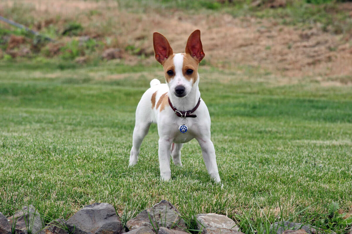 Источник: dog-learn.com