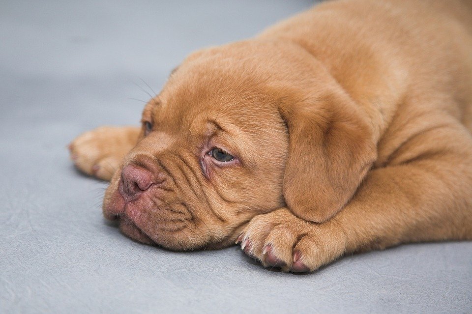 https://cdn.pixabay.com/photo/2015/11/17/13/13/dogue-de-bordeaux-1047522_960_720.jpg