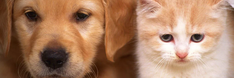 НУ разве не прелесть?