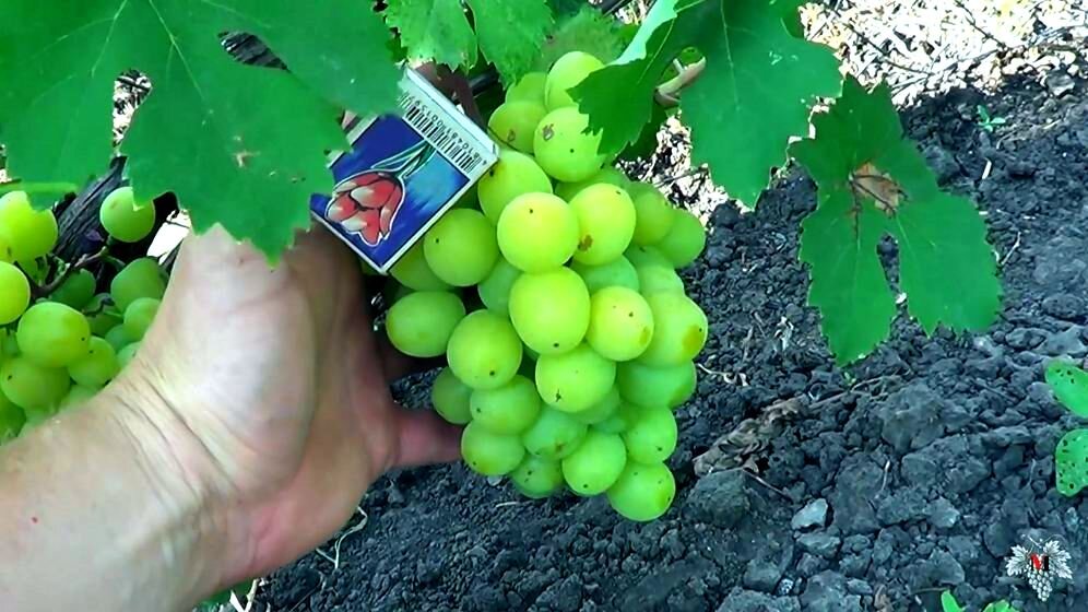 Виноград Находка: описание сорта, фото, отзывы