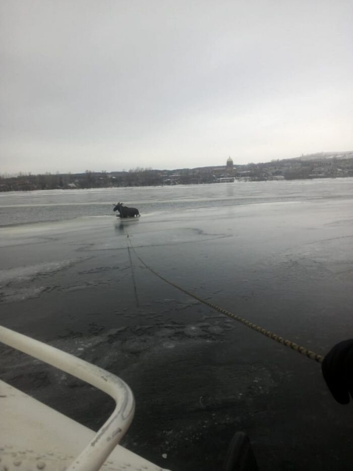 Оказалось, что сохатый при переходе Камы (в районе села Котловка Елабужского района Татарстана) на середине реки проломил лед и оказался в воде