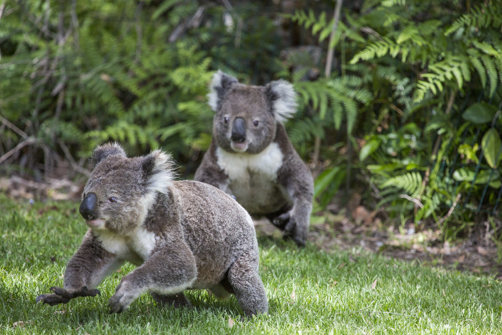 Бегущая коала