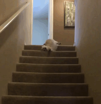 источник: http://ilovefunnyanimal.blogspot.com/