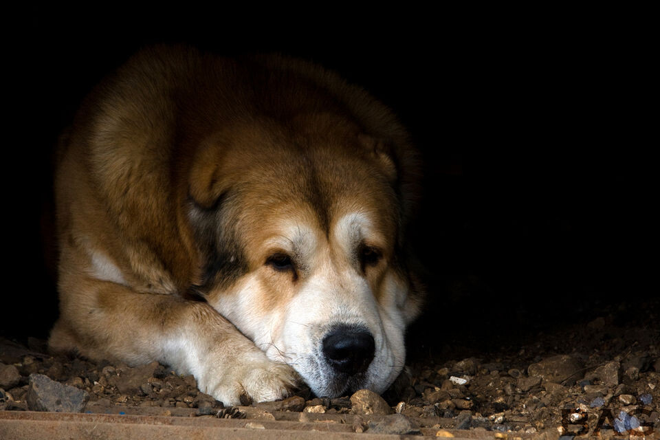 Фото для иллюстрации http://planetaanimal.0pk.ru/viewtopic.php?id=3419
